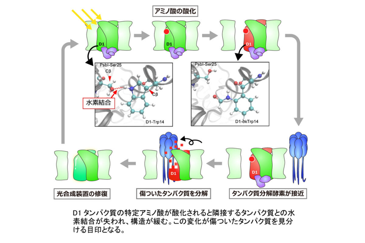 D1タンパク質の特定アミノ酸が酸化されると隣接するタンパク質との水素結合が失われ、構造が緩む。この変化が傷ついたタンパク質を見分ける目印となることが明らかにされた