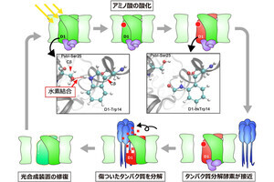 岡山大など、光で傷ついた光合成装置を修復するための仕組みの一端を解明
