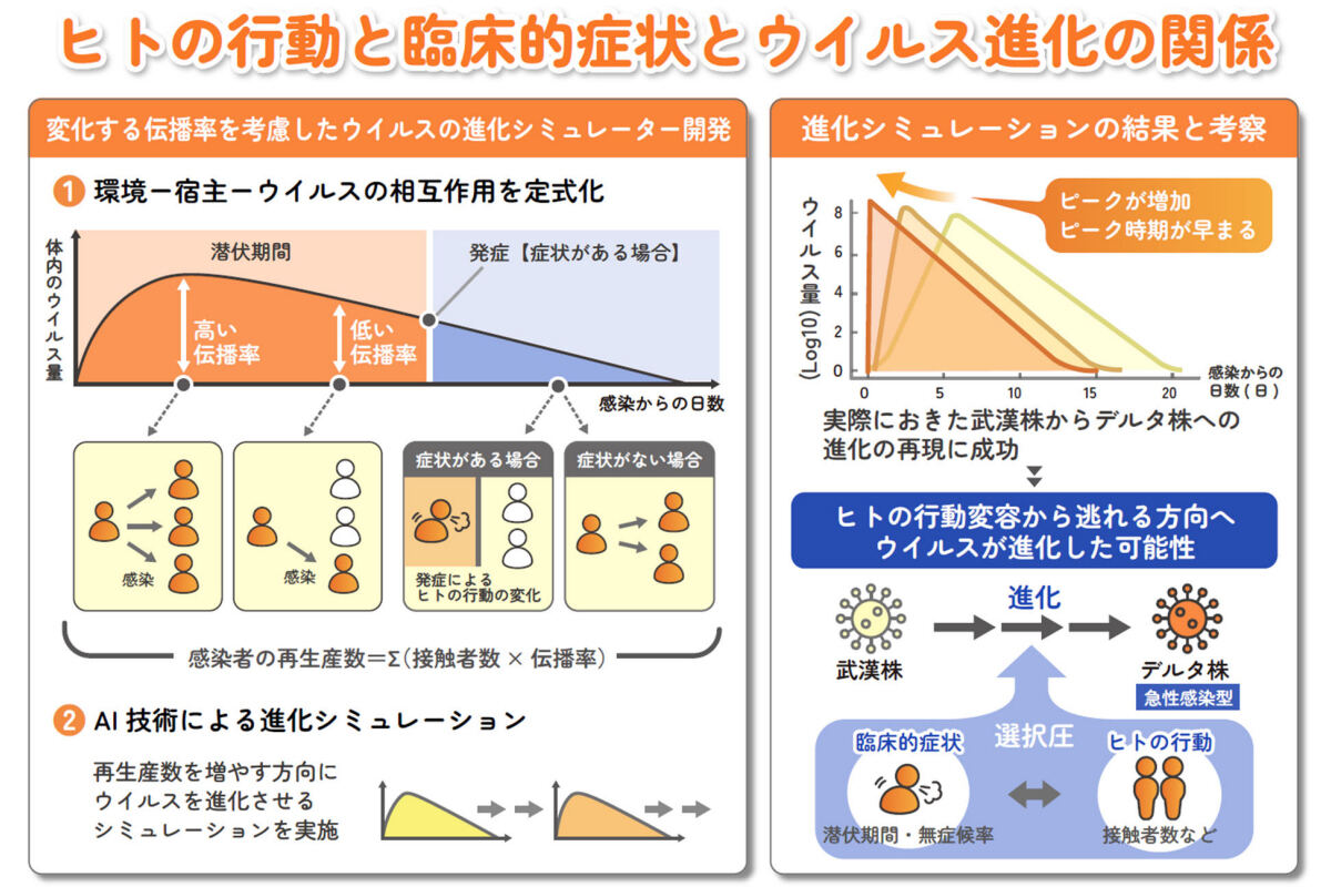 今回の研究の概要