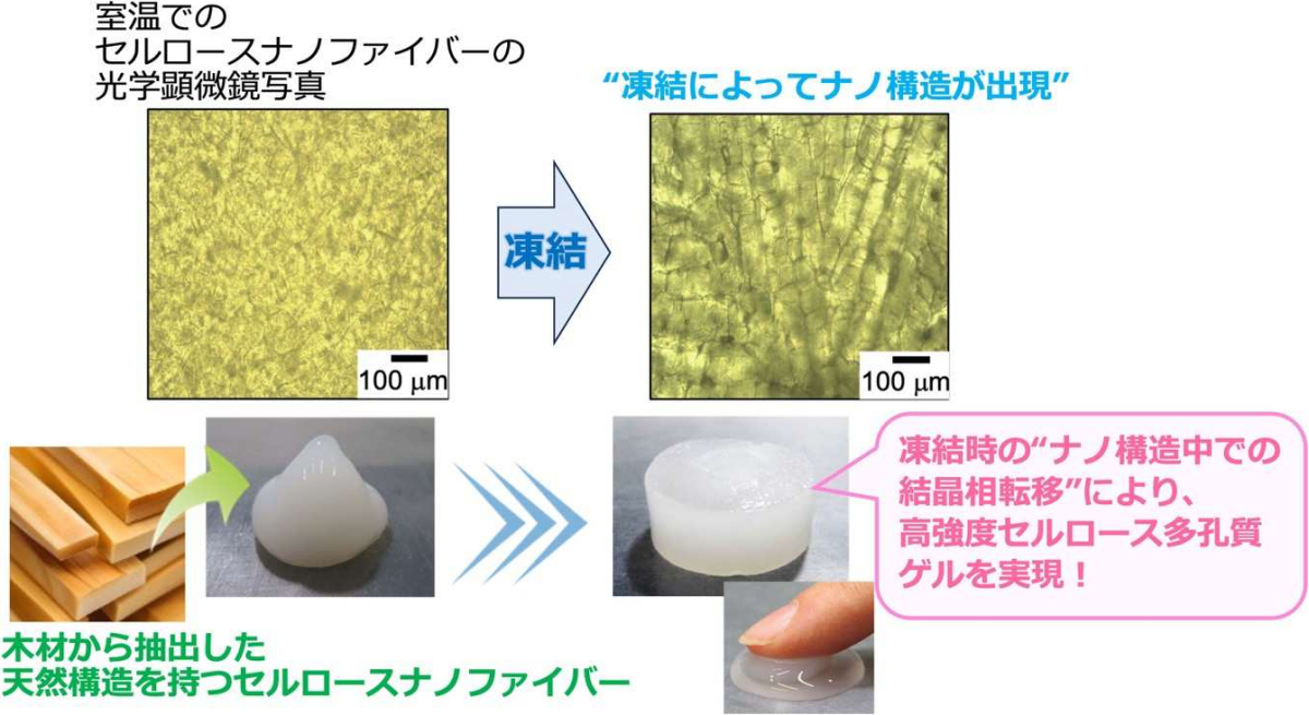 原子力機構など、セルロースを材料とする高強度な多孔質ゲル材料を開発 | TECH+（テックプラス）