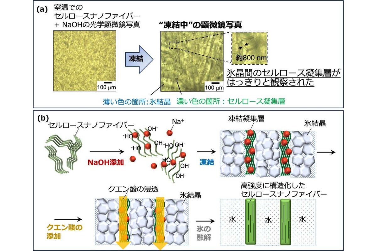 (a)凍結したNaOHを含むCNFの顕微鏡観察画像。(b)凍結により高強度なCNFの構造ができるメカニズムを持つ