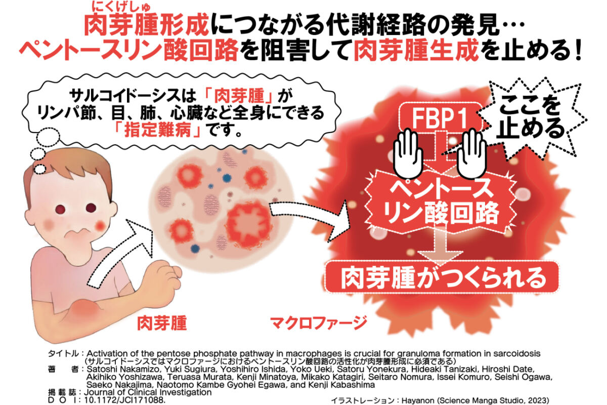 今回の研究の概要