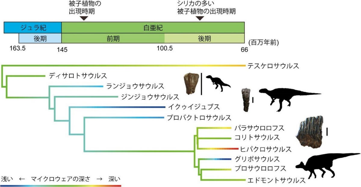 今回の研究で分析された鳥脚類恐竜の系統関係と、推定されたマイクロウェアの深さの変化