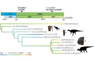 草食恐竜は白亜紀後期に被子植物の摂取量が増加 - 東大が歯の化石から解明