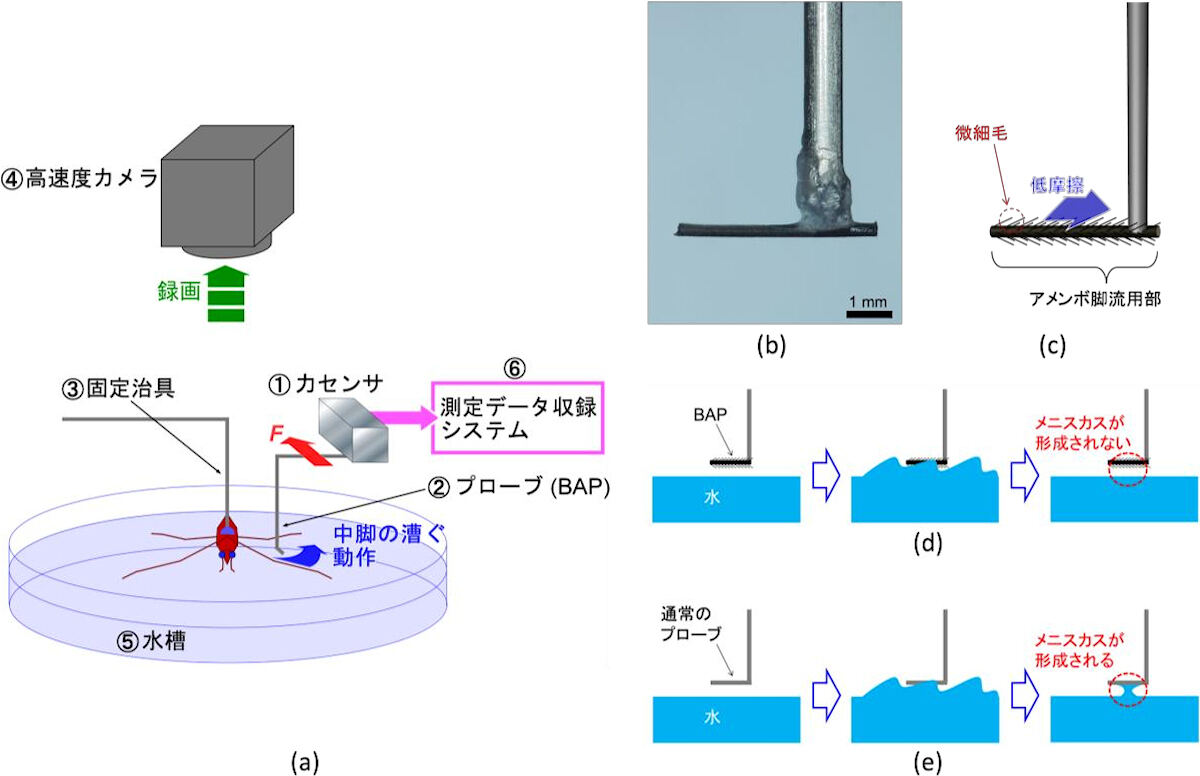 (a)アメンボ脚力直接測定システム。(b・c)BAP。(d・e)BAPと通常プローブとの撥水機能の比較