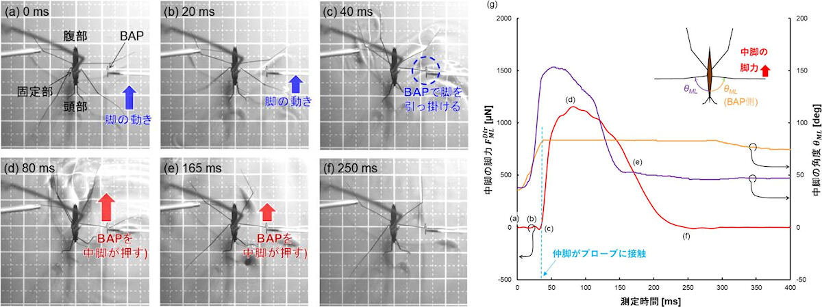 (a～f)アメンボの直接脚力測定の様子。(g)測定された脚力および脚の角度