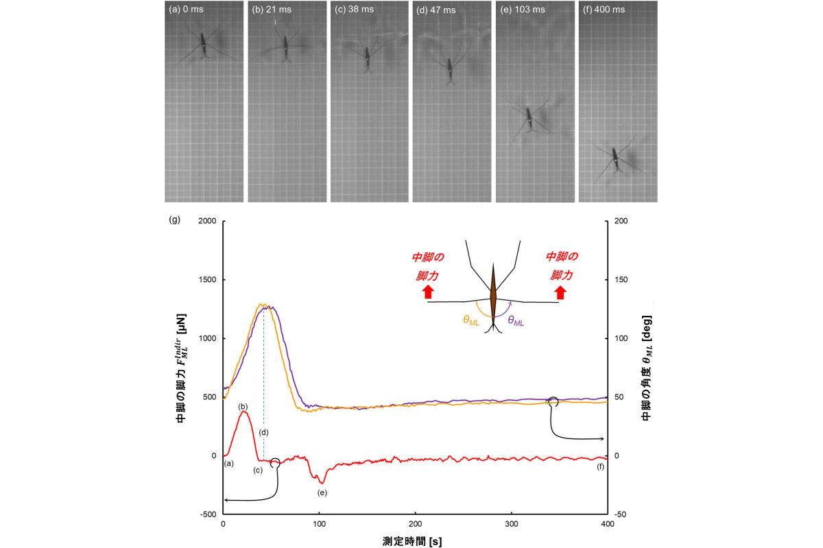 (a～f)アメンボの関節脚力測定の様子。(g)測定された脚力。および脚の角度