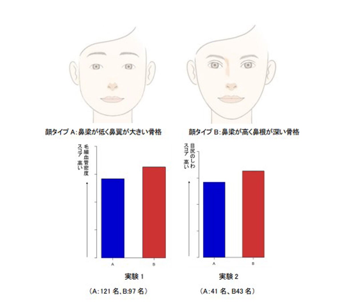 鼻の骨格としわおよび肌内部特性との関係