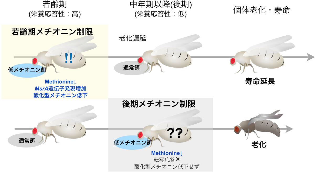 メチオニン制限による寿命延長は加齢依存的