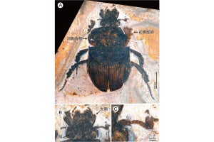 慶應高校の3年生が授業中に見つけた30万年前の昆虫化石、新種と認定