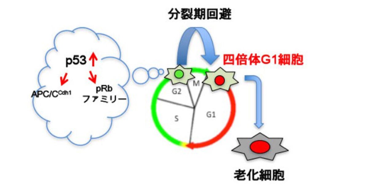 老化細胞ができるメカニズムのイメージ図