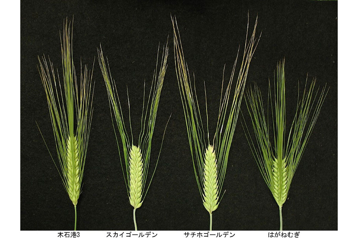 日本の優良ビール大麦2品種(中央の穂が平たい「二条大麦」系のスカイゴールデンとサチホゴールデン)の若い穂