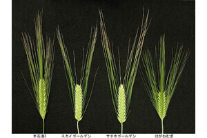 日本のビール大麦が歩んだ品種改良の歴史とは - 岡山大が遺伝子解析で明らかに