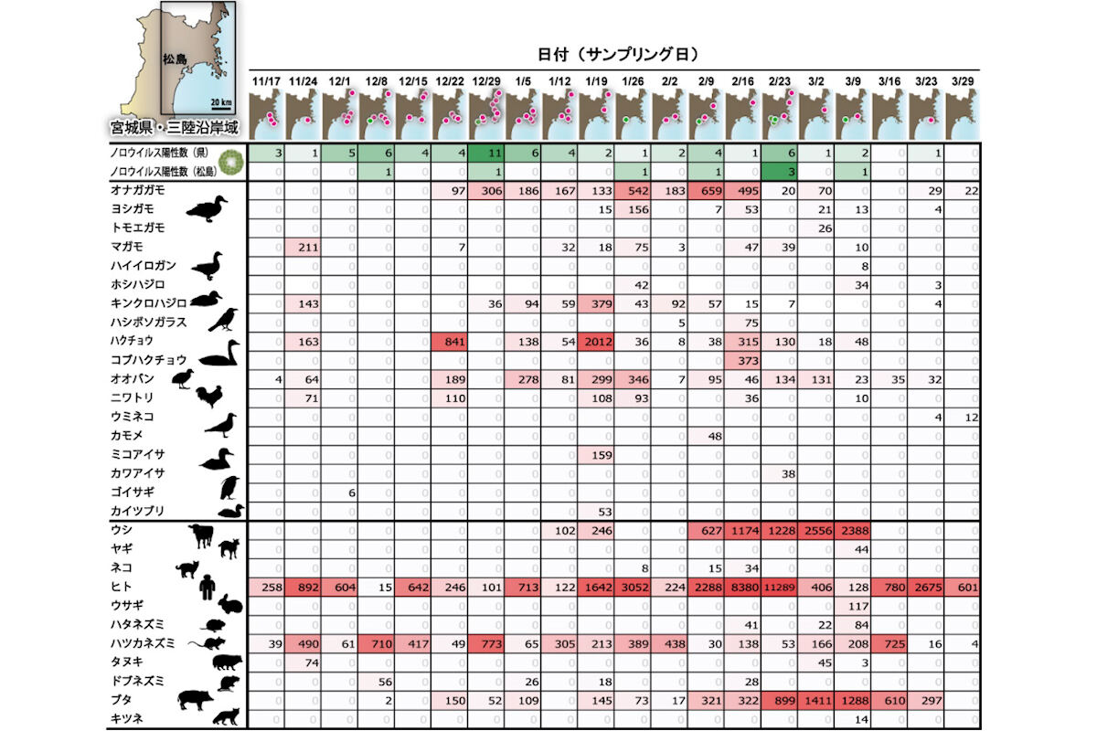 シーズンにおけるカキからのノロウイルスの検出パターンと、同日に海水からDNA検出された動物相(鳥類および哺乳類)