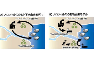 牡蠣による食中毒を起こすノロウイルスは渡り鳥由来？ - 琉球大が提起