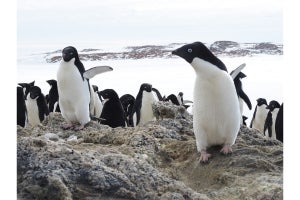 ペンギンの群れを率いる先導役は交代制であることを解明、総研大など