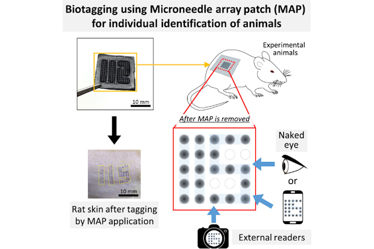 今回開発されたマイクロニードルパッチを用いた動物識別方法の概要図