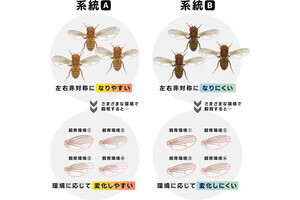 左右非対称の生物ほど環境変化への適応能力が高い - 千葉大の研究成果