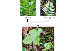 大阪公大がゼンマイ科の新雑種を発見 - 種間交雑がほぼ無い理由とは？