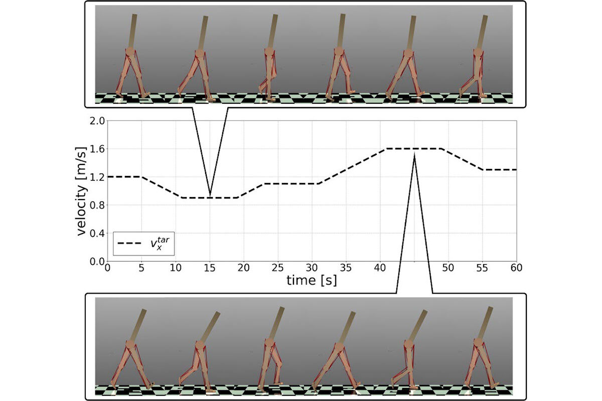 入力される目標速度に応じて、ヒトを模した筋骨格モデルが歩行速度を変化させるシミュレーション