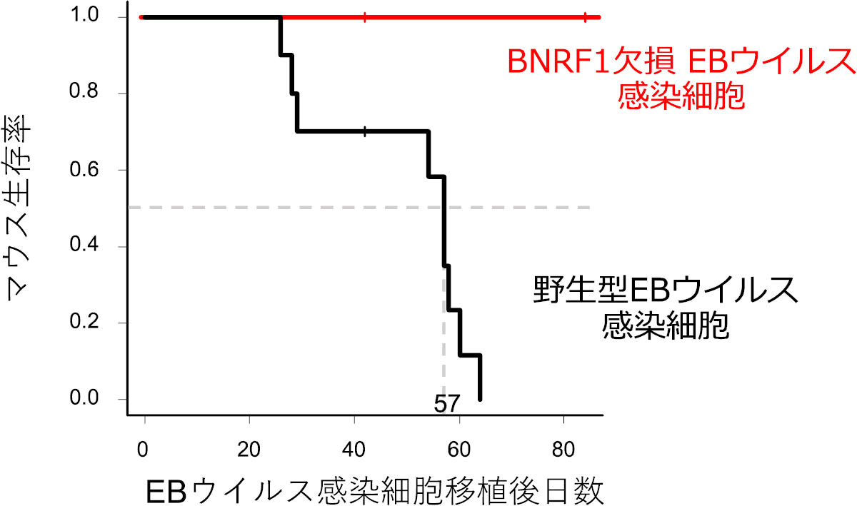 BNRF1欠損EBウイルス感染細胞