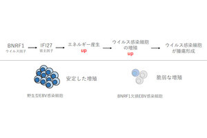 名大など、ヘルペスウイルスが悪性リンパ腫を発症させる仕組みの一端を解明