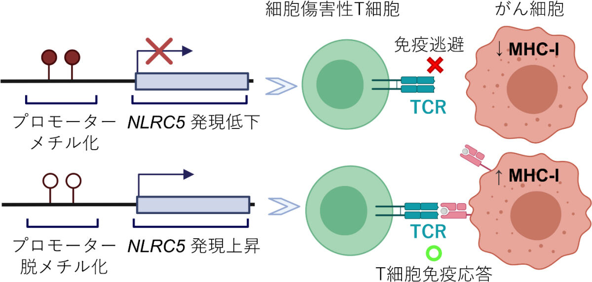 TRED-Iシステムによる脱メチル化は、MHCクラスI分子レベルの回復と、細胞傷害性T細胞の活性化をもたらし、がん細胞を攻撃することが可能となる