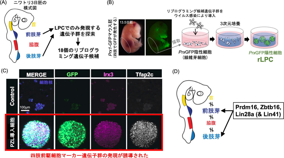 研究成果の概要(線維芽細胞をLPC様細胞へと転換するリプログラム因子の同定)