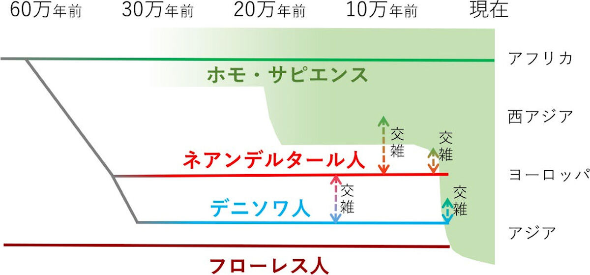 60万年前以降の人類の系統と地理分布の模式図