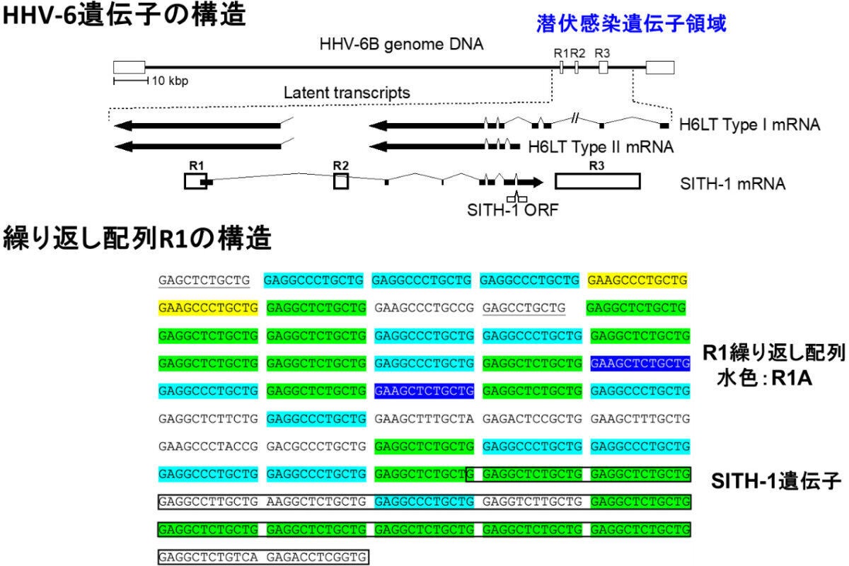 HHV-6 SITH-1遺伝子の構造