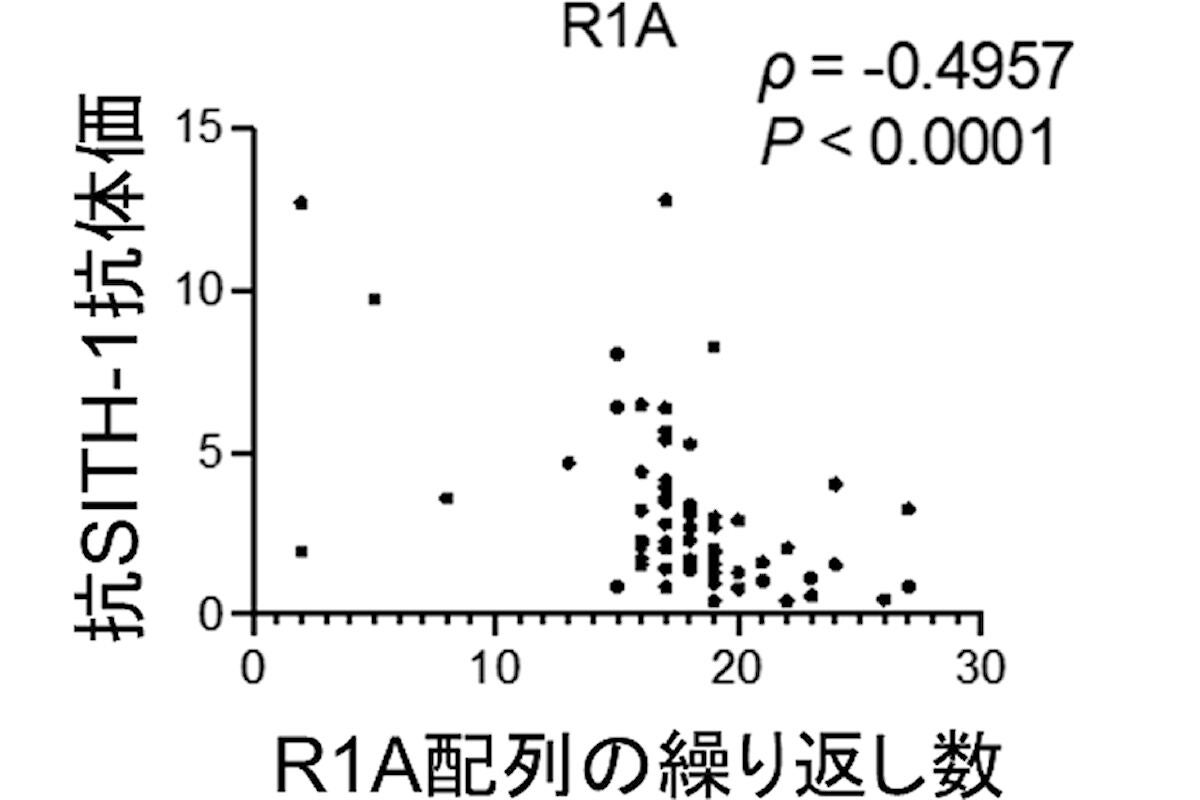 R1A配列の数とSITH-1発現