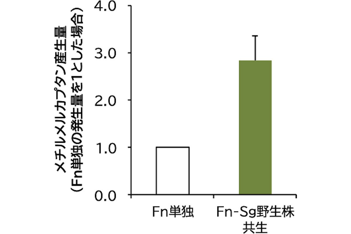 F. nucleatumとS. gordoniiの共生時のメチルメルカプタンの産生量の変化