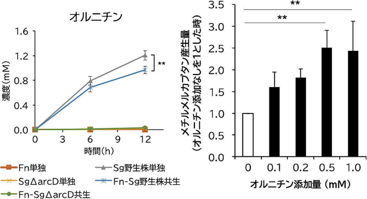 F. nucleatumとS. gordoniiのオルニチン代謝