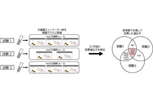 慶大など、大腸菌は遺伝子変異株が腸内で優勢になることをマウス実験で確認