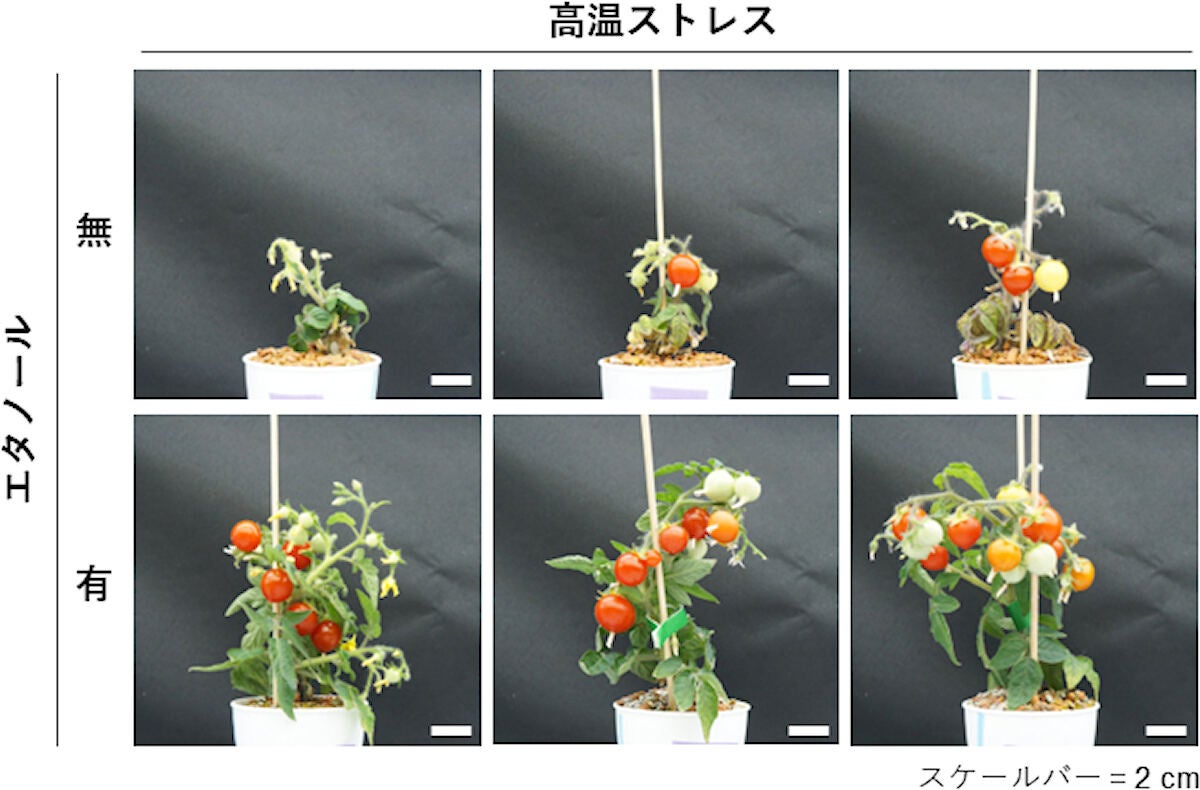 エタノール投与の有無による高温環境下でのトマトの生育状況の違い