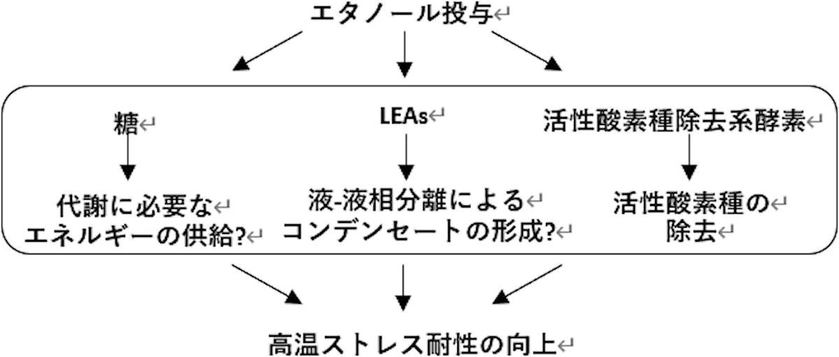 トマトにおけるエタノール投与による高温ストレス耐性強化のメカニズム