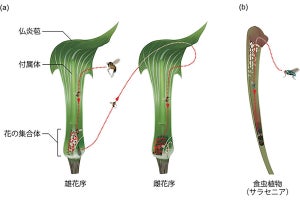 植物が仕掛ける“死の罠”を産卵に利用し脱出するキノコバエ - 神戸大の研究