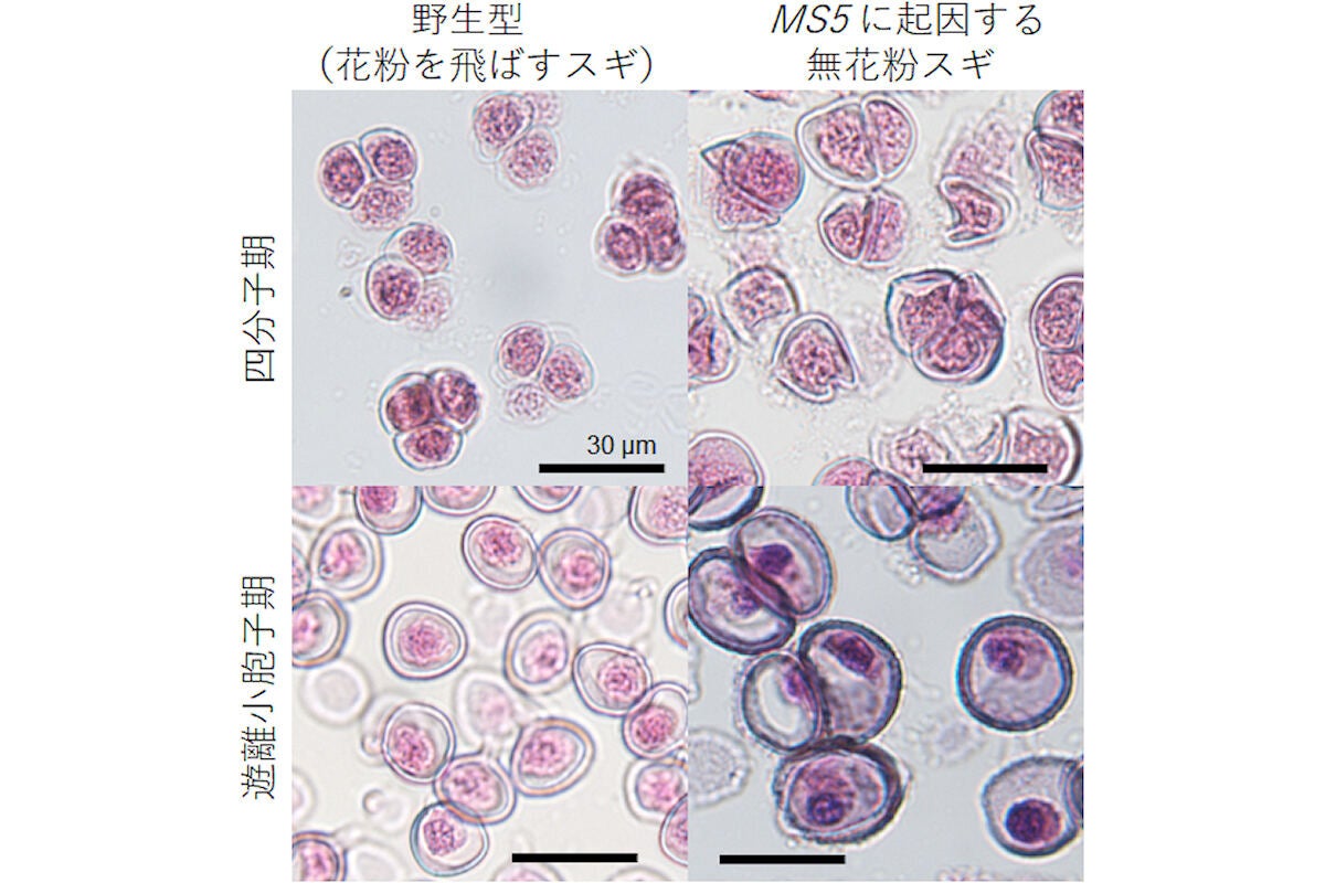 花粉を飛ばす野生型とMS5に起因する無花粉スギの四分子期と遊離小胞子期の光学顕微鏡画像