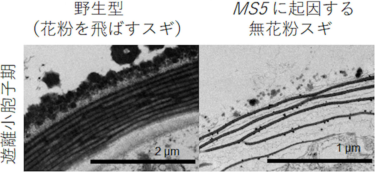 野生型とMS5に起因する無花粉スギの遊離小胞子期の透過電子顕微鏡画像