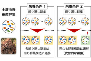 京大、多様な構成の細菌群集が少数の代替え的な群集に遷移し得ることを実証