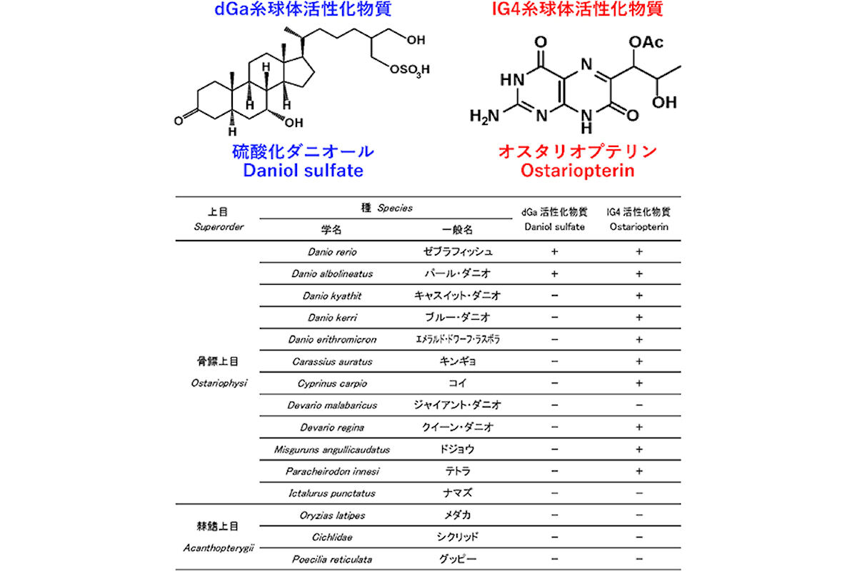 硫酸化ダニオールとオスタリオプテリンの分子構造と魚種における存在比較