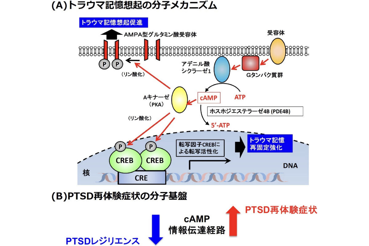 今回の研究におけるPTSD再体験症状の分子機構ン