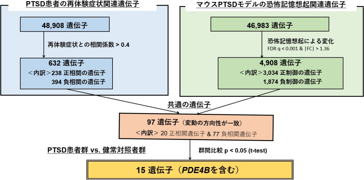 それぞれヒトおよびマウスのトランスクリプトームデータ解析のフロー