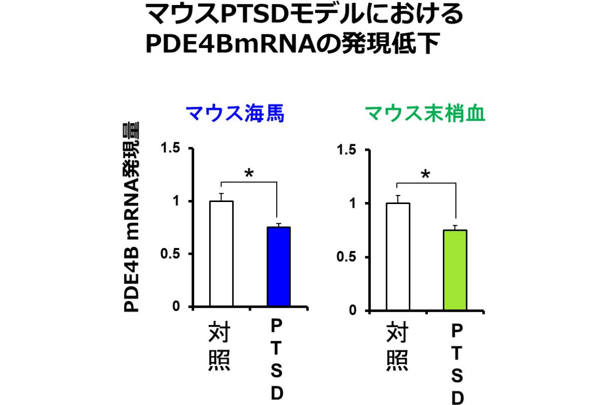 マウスPTSDモデルにおけるPDE4B発現量の低下