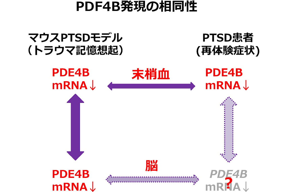 PTSD患者とマウスPTSDモデルにおけるPDE4B発現の相同性