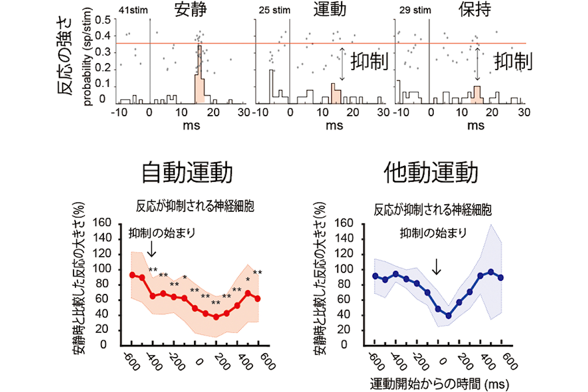 皮膚感覚神経への刺激に反応する楔状束核の神経細胞が同定された後、運動に伴う活動応答が測定された