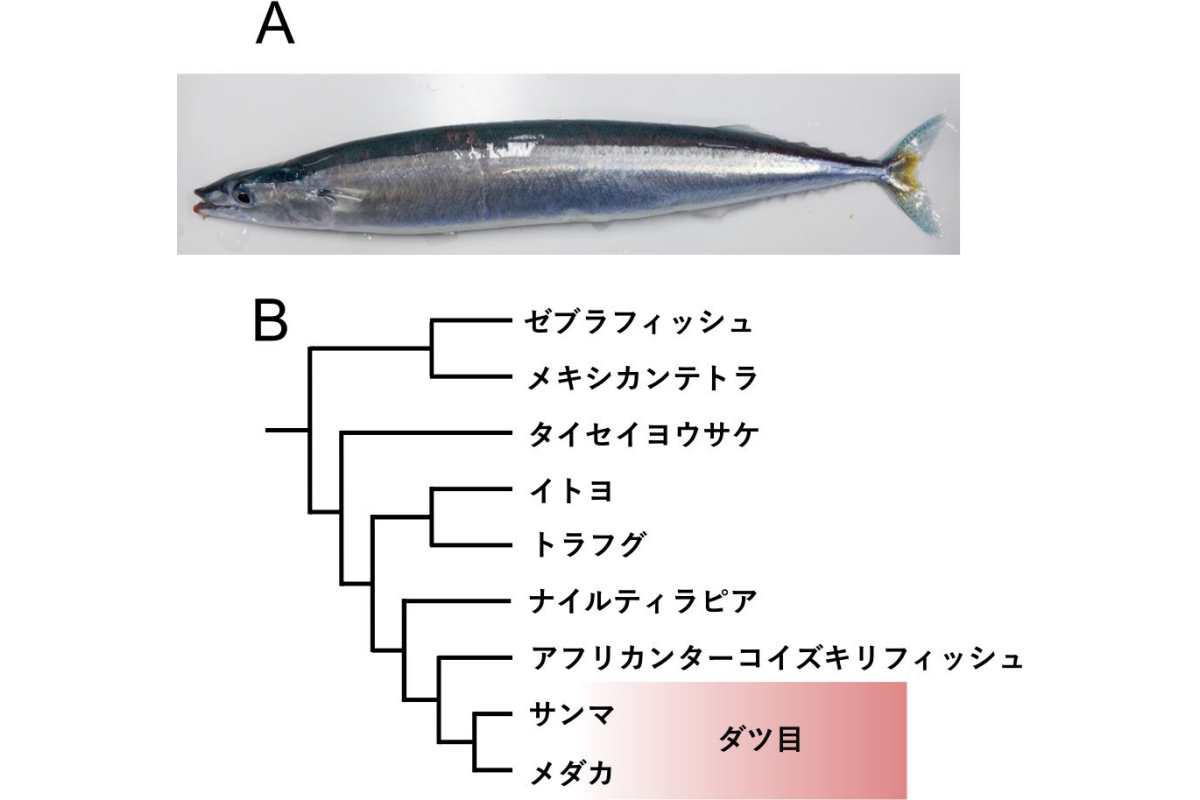 今回の研究で使用された飼育下のサンマ