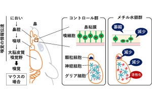 岡山大、水俣病の原因物質のメチル水銀が嗅覚を傷害するメカニズムを解明