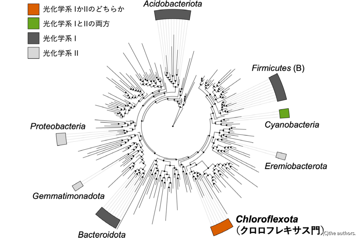 細菌の系統樹と光化学系の分布。光合成能を有する細菌系統群として、光化学系IかIIのどちらかは赤、光化学系IとIIの両方は緑、光化学系Iのみは黒、光化学系IIのみは灰色でそれぞれが示されている