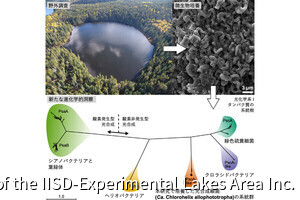 北大など、謎に包まれた光合成細菌の“生きた化石”をカナダの湖から発見